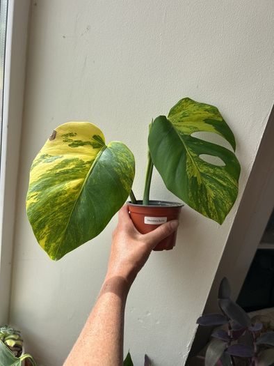 Monstera Aurea