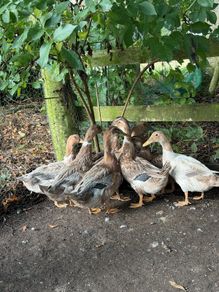 Farm yard ducks