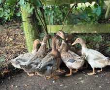 Farm yard ducks