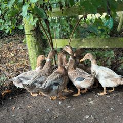 Farm yard ducks