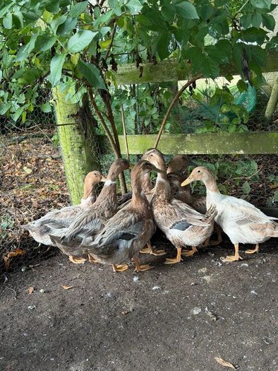 Farm yard ducks