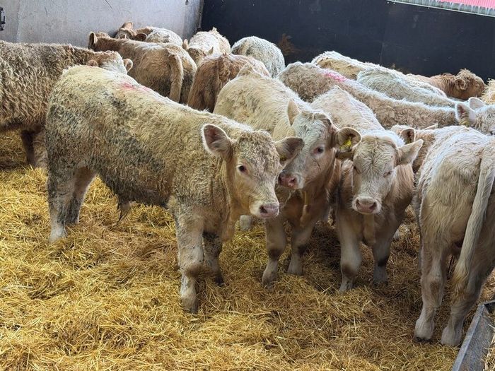 Charolais Bull Calves