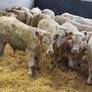 Charolais Bull Calves Image 8