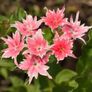 (P) Drummonds Phlox Twinkles seeds 1g (aprox. 500 seeds) (602476) Image 3