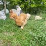 Silkie hatching eggs Image 3