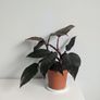 Philodendron Pink Princess Plant Image 2