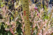 flamingo tree's Salix  willow