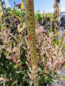 flamingo tree's Salix  willow