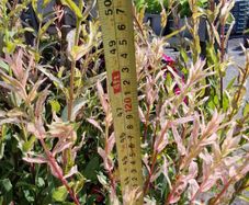 flamingo tree's Salix  willow