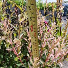 flamingo tree's Salix  willow