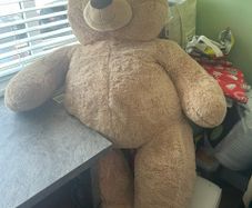 Teddy Bear