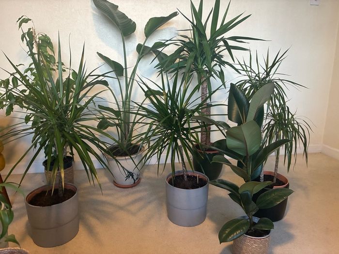 plant