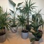 plant Image 2
