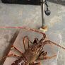 brown crabs , lobsters , crayfish , razor clams Image 10