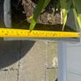 plant Image 4