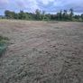 Grass silage Image 2