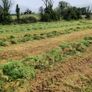 vicon 360 rake/haybob Image 4