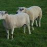 Texel and Charloais Rams Image 4