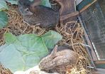 rabbits