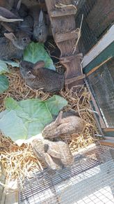 rabbits