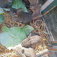rabbits