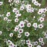 (F) Flowering Flax Bright Eyes seeds 0.5g (415380) Image 2