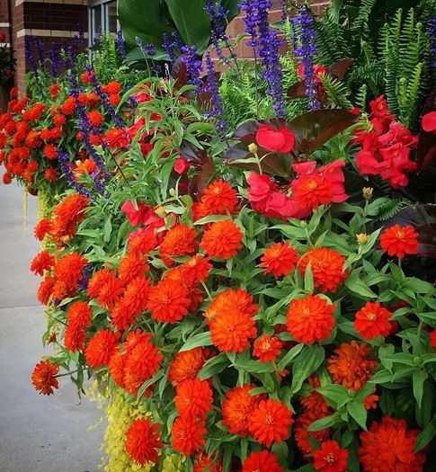 (Z) Zinnia Zahara Double Fire seeds (10s) (415533)