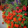 (Z) Zinnia Zahara Double Fire seeds (10s) (415533) Image 2