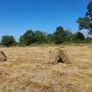 Small Square Bales Image 3