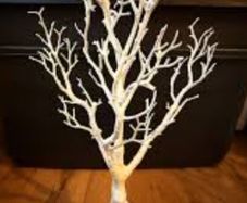 manzanita trees x10