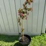 plant Image 2