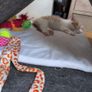 5 kittens for sale Image 2