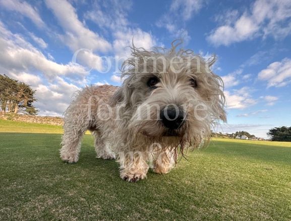 Rare breed Glen of Imaal Terrier Available for Photoshoots