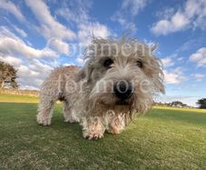 Rare breed Glen of Imaal Terrier Available for Photoshoots