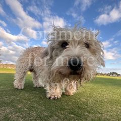 Rare breed Glen of Imaal Terrier Available for Photoshoots
