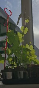 organic luffa plants / sponge plant