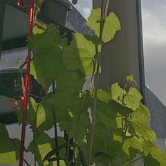 organic luffa plants / sponge plant