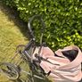 buggy Image 2