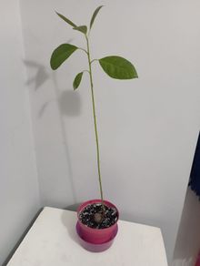 Avocado Tree