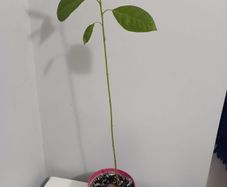 Avocado Tree