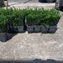 Euonymus Green Spire hedging Image 3