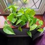 Devil's Ivy plant Image 3