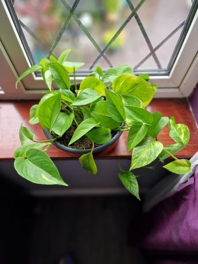 Devil's Ivy plant