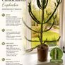 Candelabra cactus Image 2