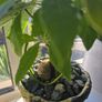 avocado plant Image 3