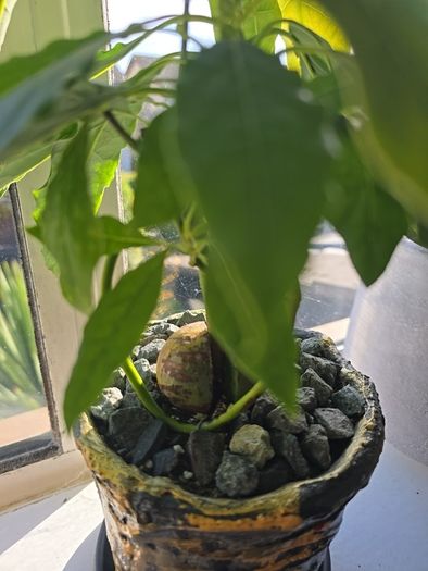 avocado plant