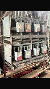 poultry cages