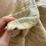 Bedeck king sized bedspread Image 6
