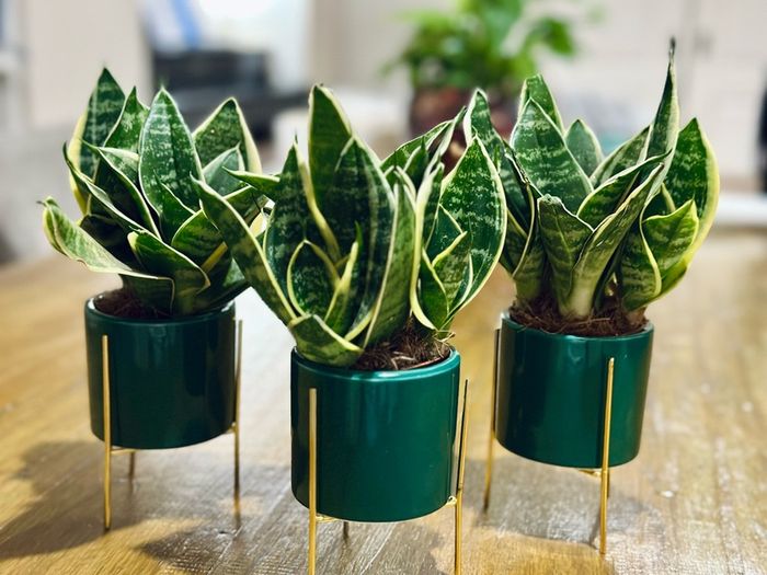 Sansevieria Mix in 9cm decorative pot