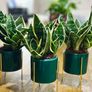 Sansevieria Mix in 9cm decorative pot Image 3